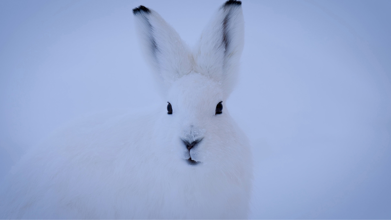 Alternative of the image - view caption below