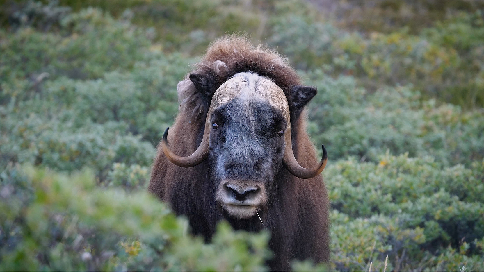 Alternative of the image - view caption below